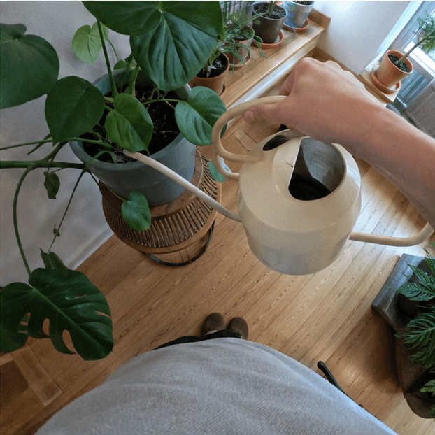 Watering plants